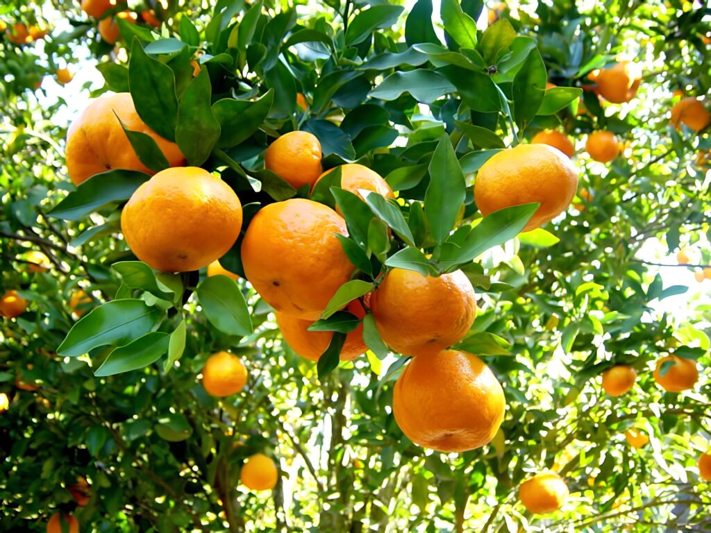 Frente Parlamentar da Fruticultura reúne citricultores e técnicos para discutir projetos