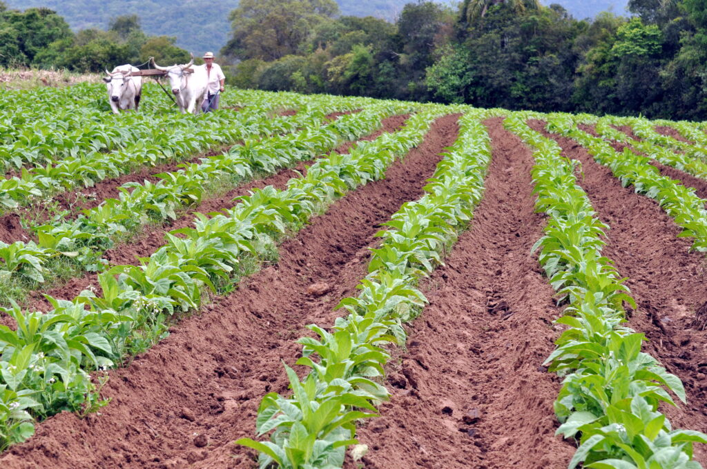 Weber comemora derrubada de restrição ao crédito rural após a pressão da Fetag-RS 